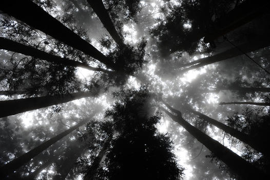 台湾阿里山的苍天大树图片素材免费下载