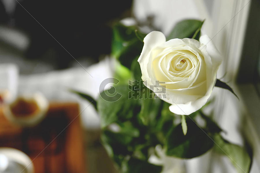 白玫瑰图片素材免费下载