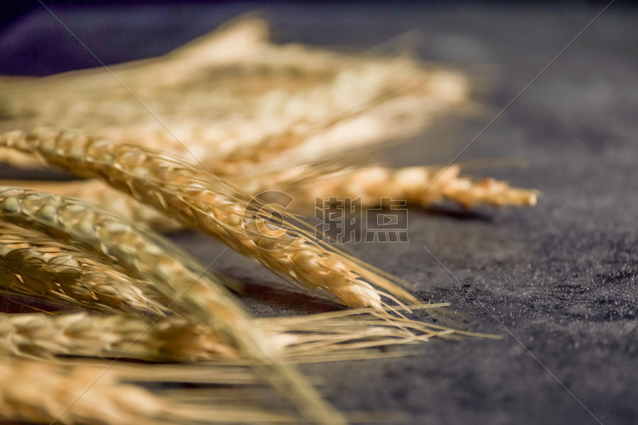小麦背景素材图片素材免费下载