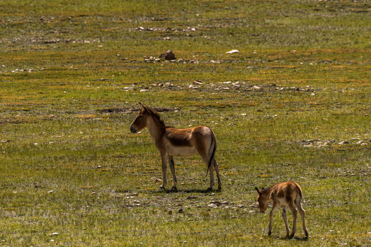 阿里草原上的野驴图片素材免费下载