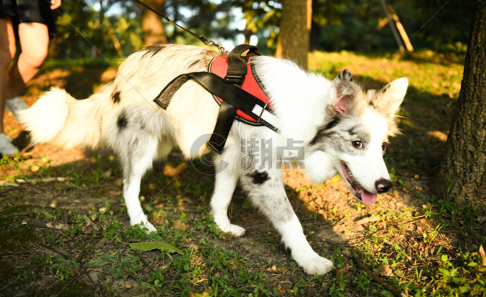 深林遛弯的狗图片素材免费下载