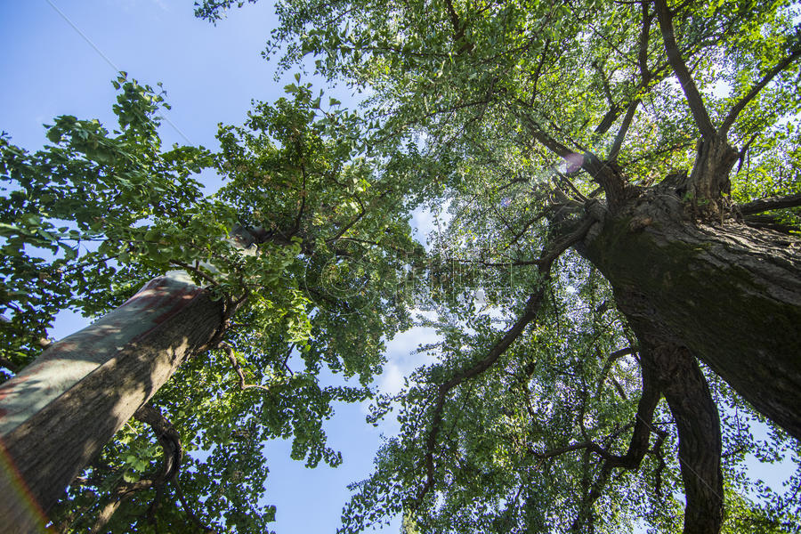 森林公园的树木图片素材免费下载
