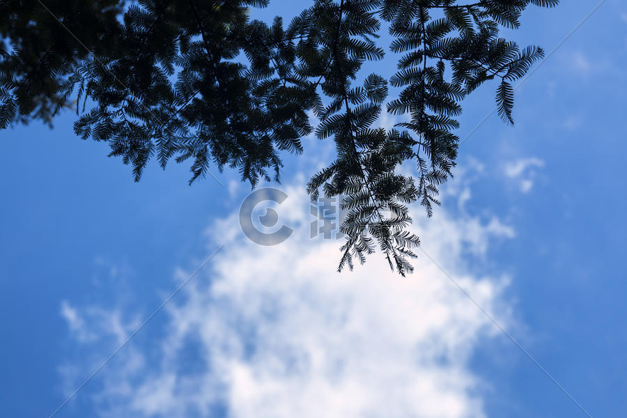 蓝天下的叶子剪影图片素材免费下载