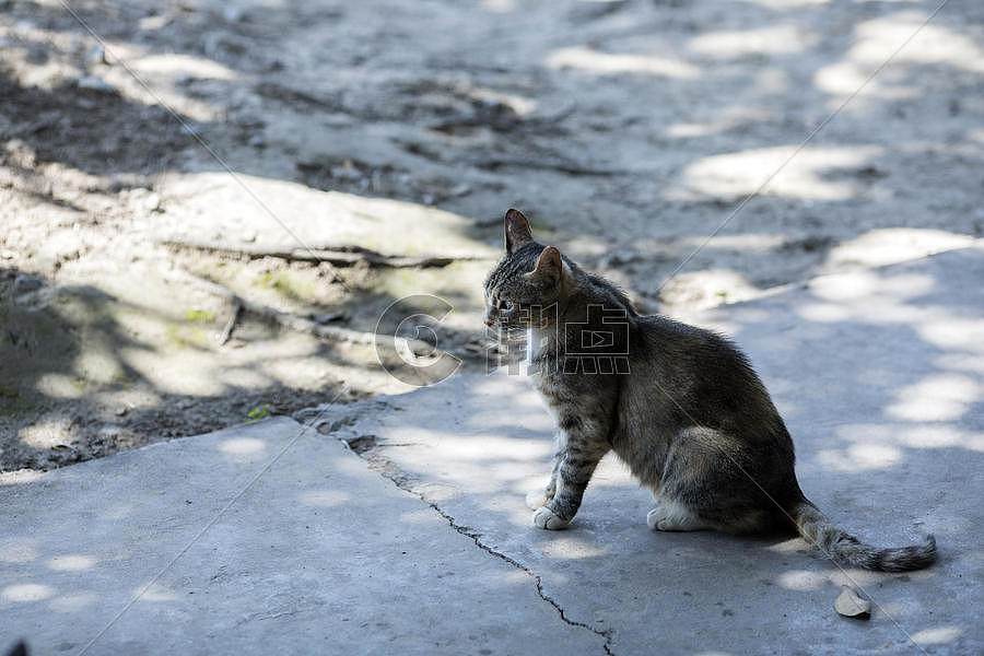 公园里的流浪猫图片素材免费下载