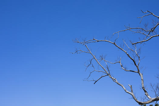 极简蓝天树干图片素材免费下载