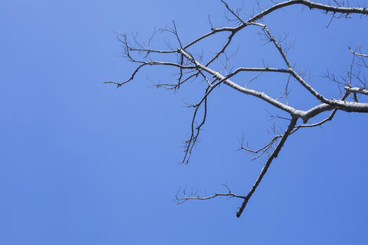 极简蓝天树干图片素材免费下载