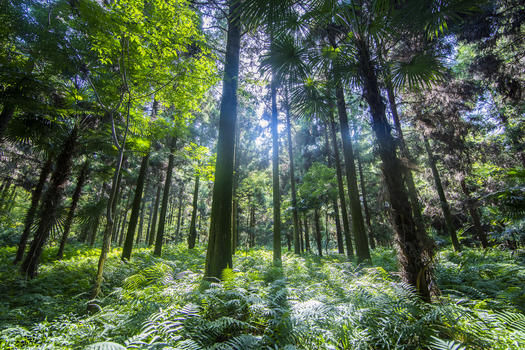 阳光普照的深山树林图片素材免费下载