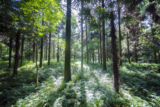 阳光普照的深山树林图片素材免费下载