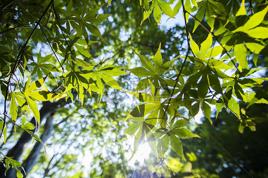 阳光下的树叶图片素材免费下载