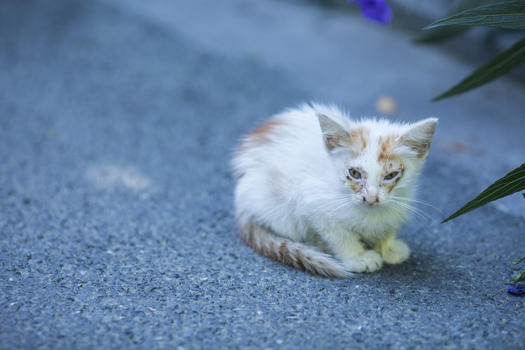 公园里的流浪小猫图片素材免费下载