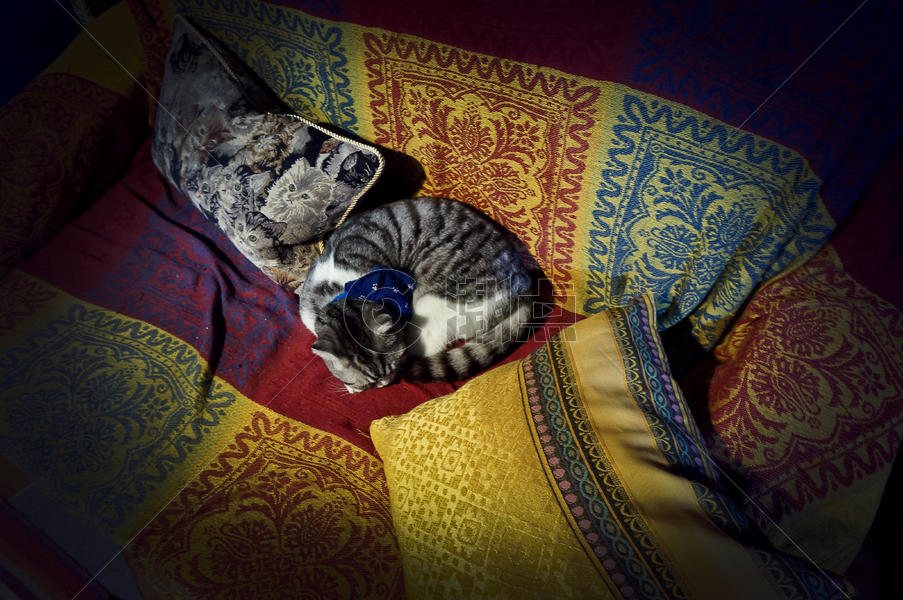 睡觉的猫咪图片素材免费下载