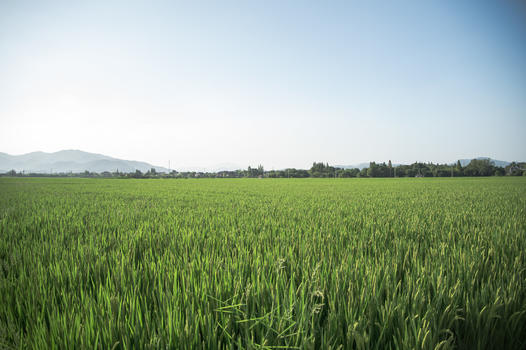 绿意盎然的稻田图片素材免费下载