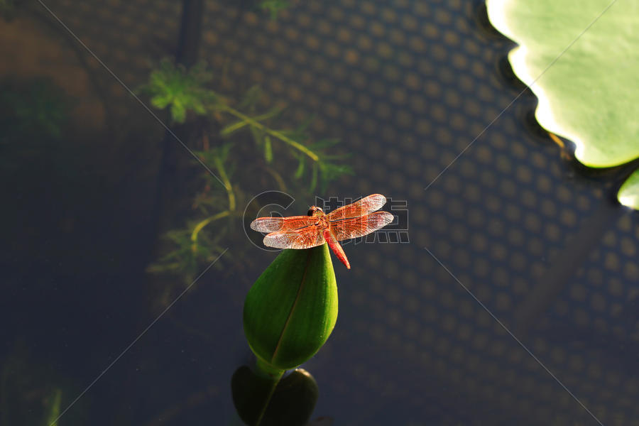 荷叶上的蜻蜓图片素材免费下载
