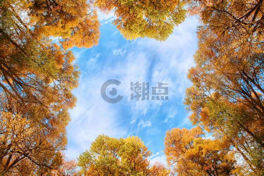 秋天的树木图片素材免费下载