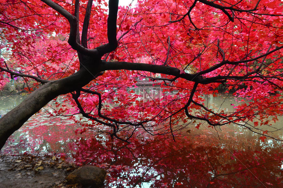 苏州天平山秋色红叶风景照图片素材免费下载