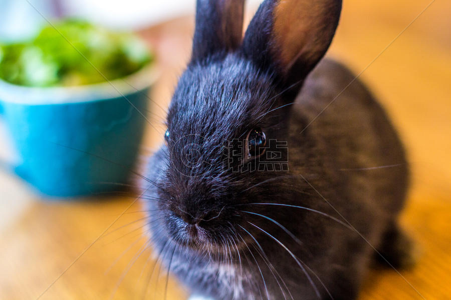 可爱的黑色小兔子图片素材免费下载