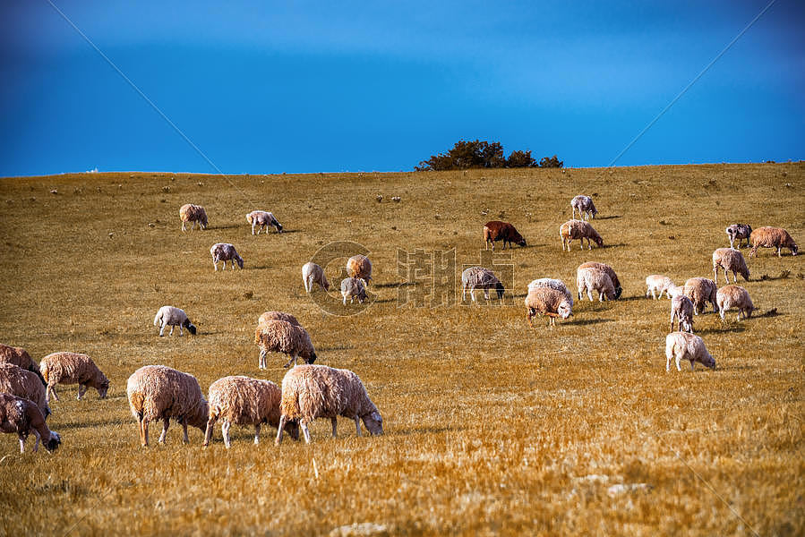 坝上风光之羊群图片素材免费下载