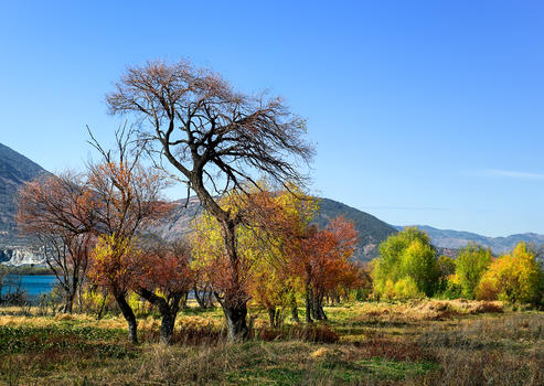 云南洱海边造型漂亮的树图片素材免费下载