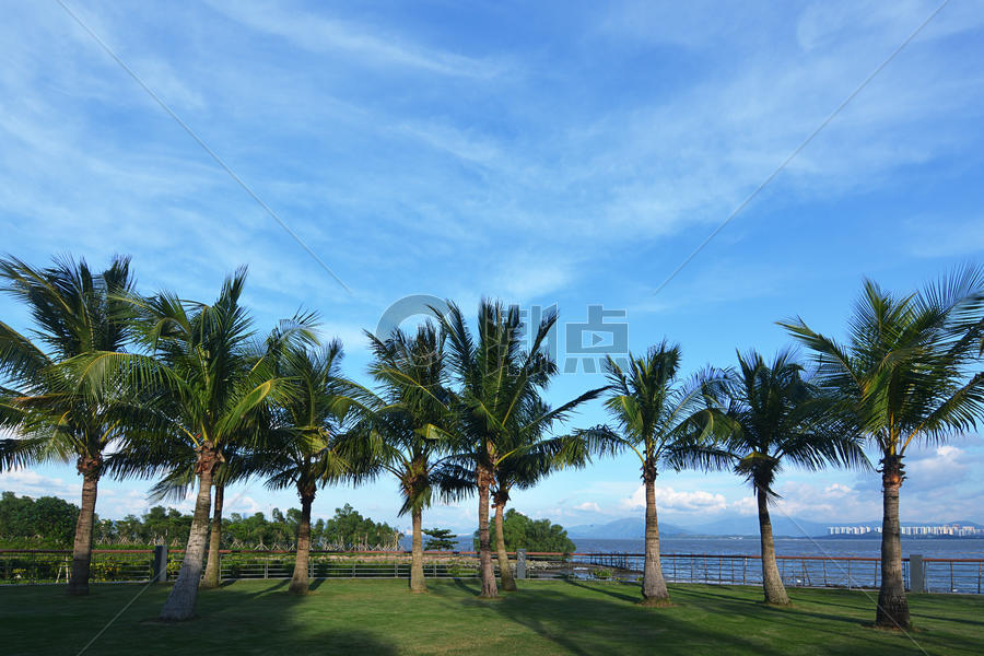 海滨公园整齐排列的椰子树图片素材免费下载
