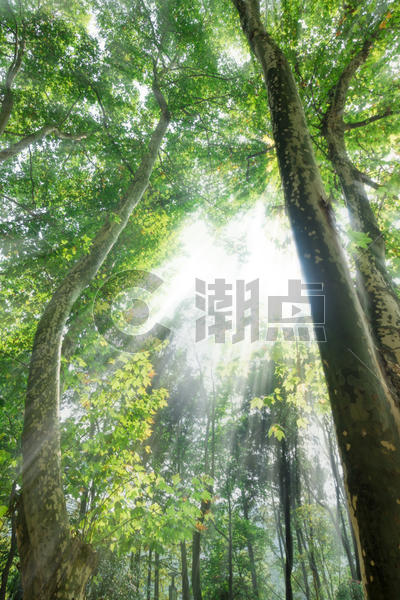 阳光透过树林图片素材免费下载