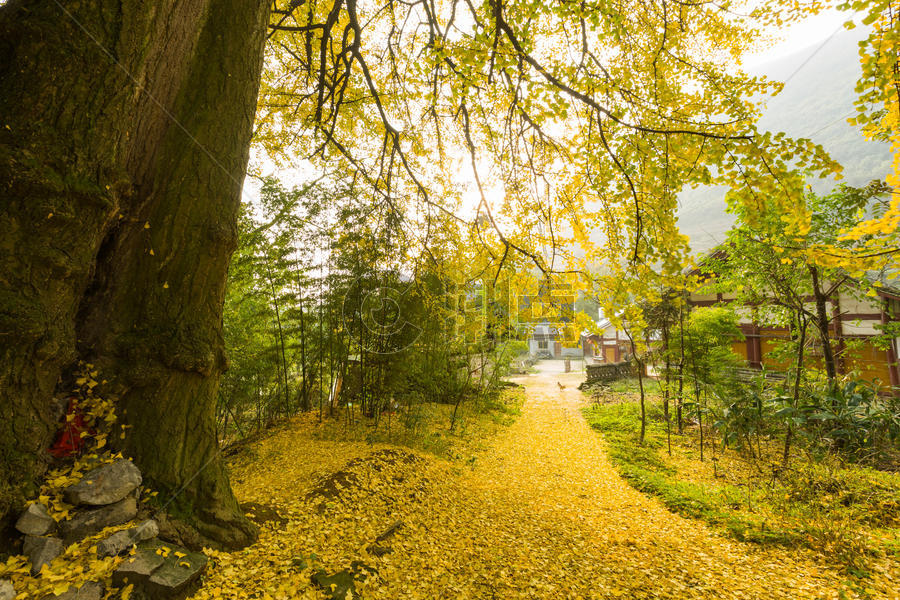 秋天金黄的千年银杏图片素材免费下载