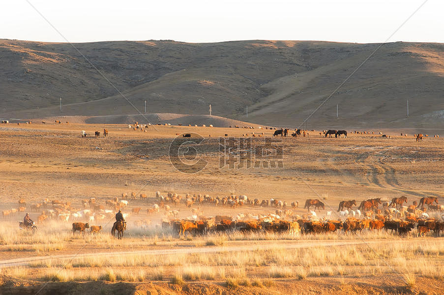 新疆阿勒泰阿尔泰山牧民转场牛羊成群图片素材免费下载