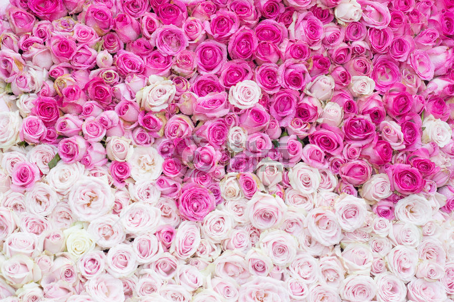 玫瑰花墙图片素材免费下载