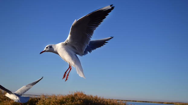 内蒙古额济纳旗居延海鸥鸟图片素材免费下载