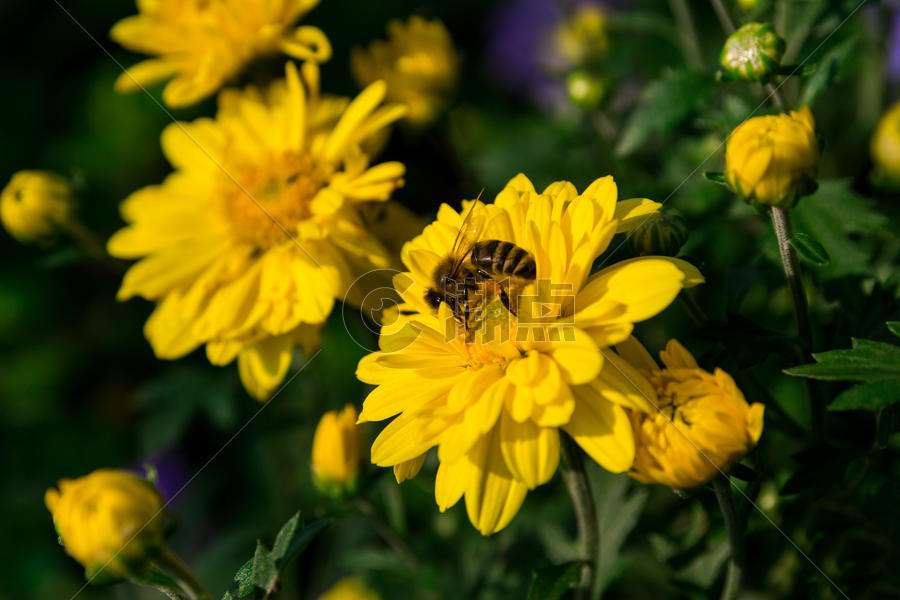 【10.1】 昆虫蜜蜂和小黄菊花图片素材免费下载