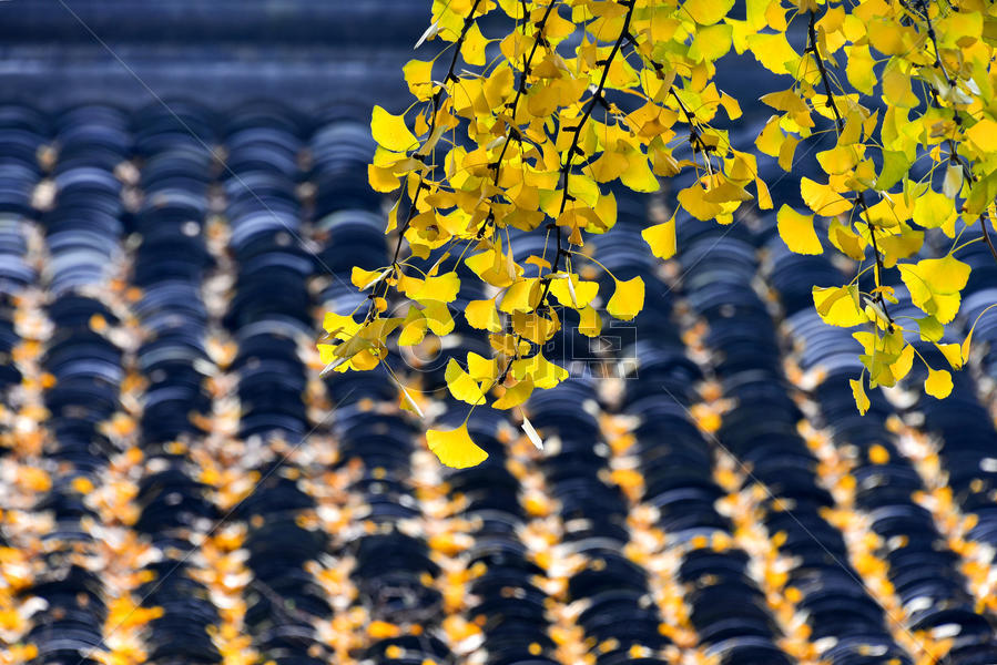 秋天的银杏树枝图片素材免费下载