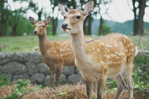 日本奈良公园草坪上的梅花鹿图片素材免费下载