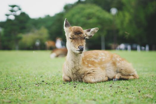 日本奈良公园草坪上的梅花鹿图片素材免费下载