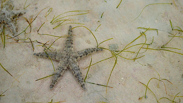 菲律宾米沙鄢海域海星图片素材免费下载