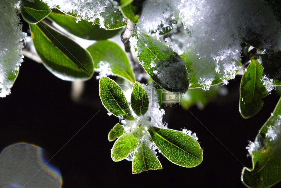 逆光冰雪中的绿色植物图片素材免费下载