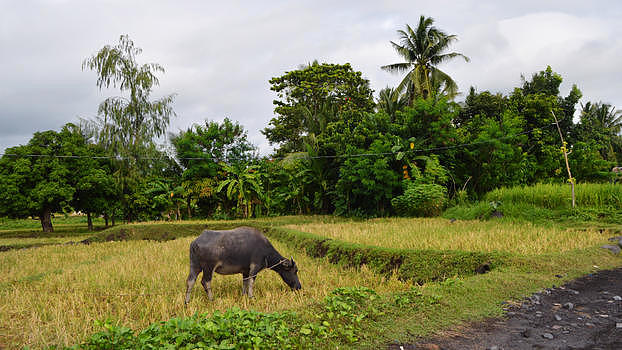 菲律宾黎加实比稻田水牛实拍图片素材免费下载