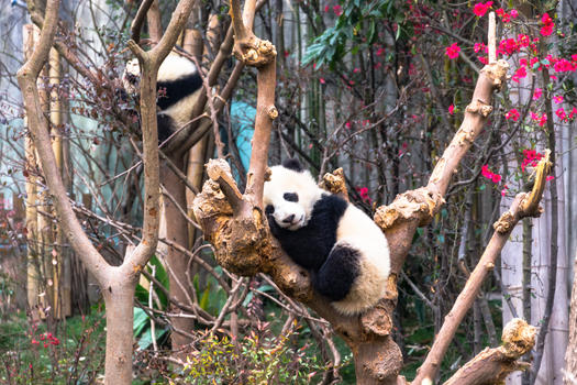 可爱的大熊猫图片素材免费下载
