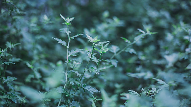 艾草图片素材免费下载