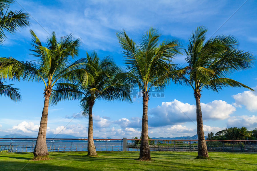 蓝天白云背景下的一排棕榈树图片素材免费下载