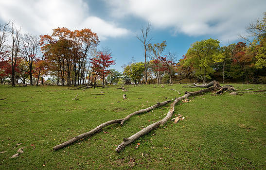 秋天的红树林图片素材免费下载