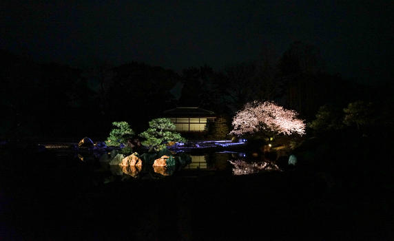 东京夜樱图片素材免费下载
