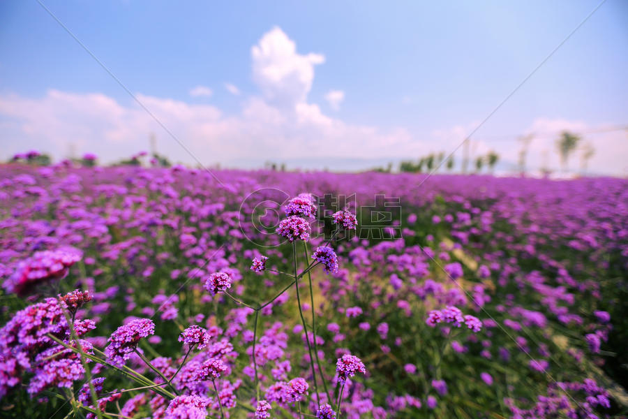 紫色花海唯美图片图片素材免费下载