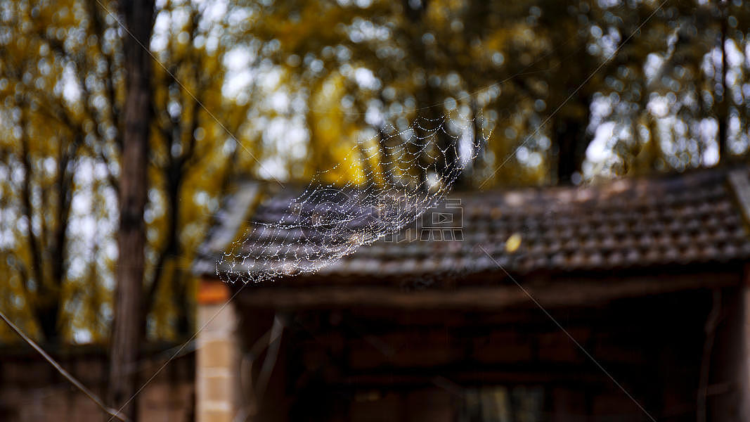 秋雨后的蜘蛛网图片素材免费下载