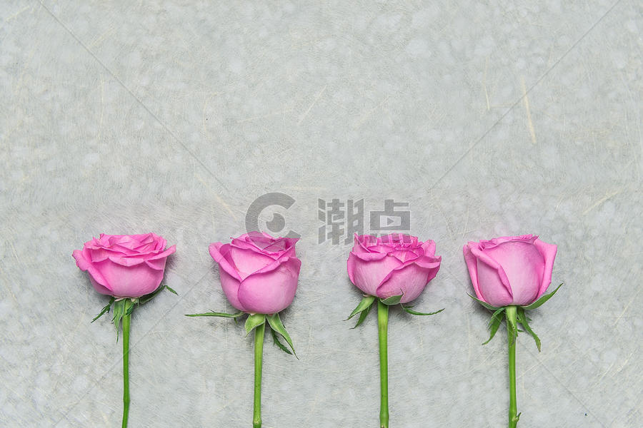 玫瑰花背景图片素材免费下载