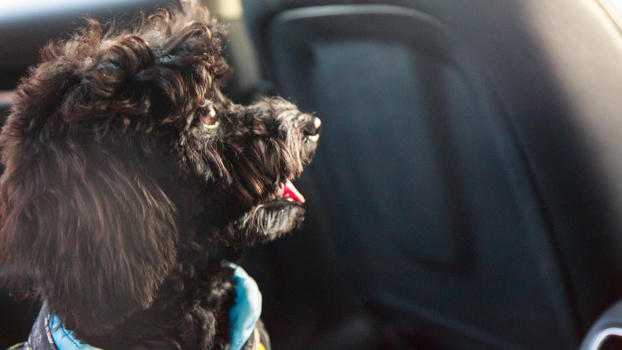 吐舌头的泰迪狗图片素材免费下载
