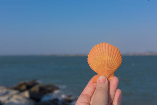 海边的一只贝壳图片素材免费下载