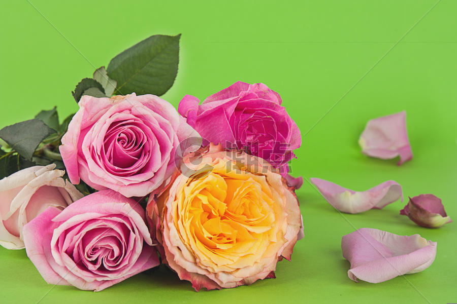 玫瑰花束组合静物素材图片素材免费下载