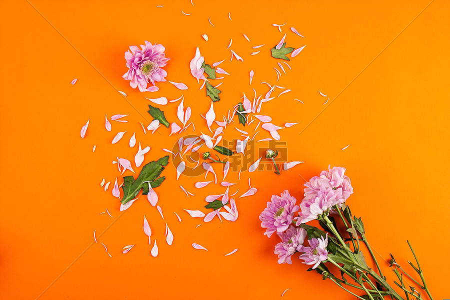 花朵花瓣与落英组合素材图片素材免费下载