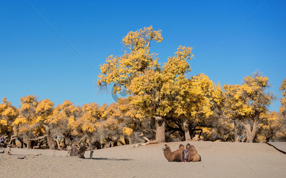 胡杨树骆驼图片素材免费下载