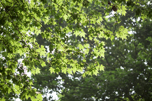 阳光下的树叶图片素材免费下载