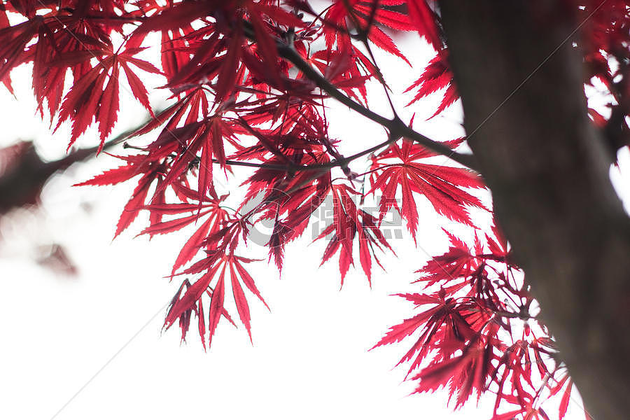 阳光下的枫树叶图片素材免费下载